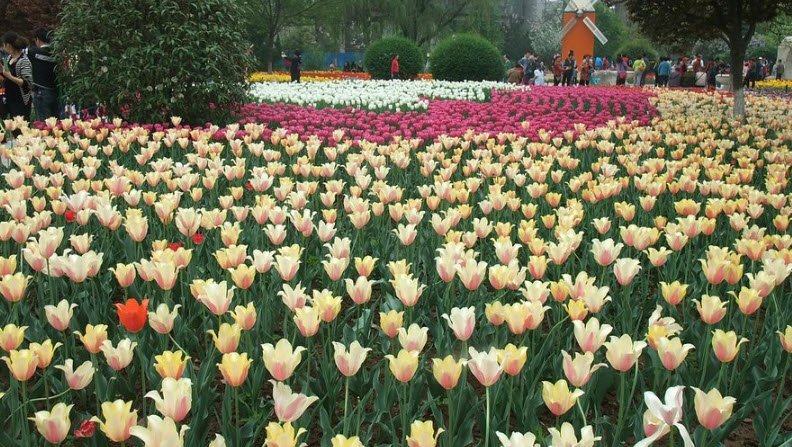 Shaanxi Xi'an Botanical Garden, China
